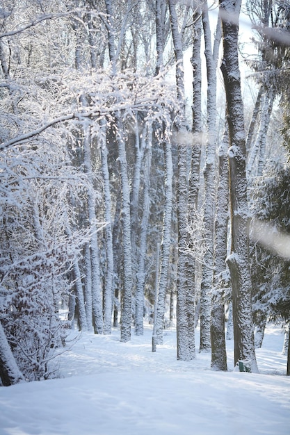 Mooie winter bos en de weg