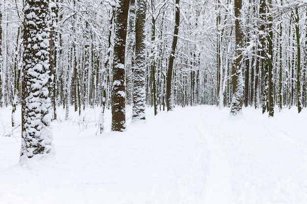 Mooie winter bos en de weg