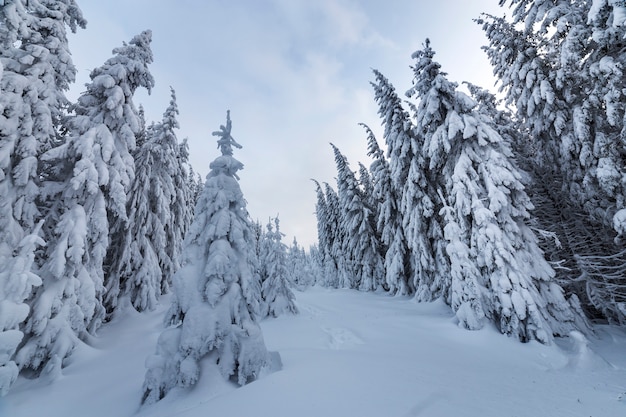 Mooie winter boslandschap.