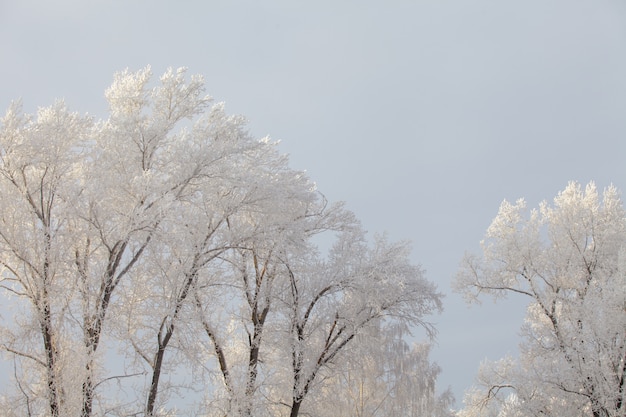 Mooie winter frosty forest bedekt met sneeuw en rijm