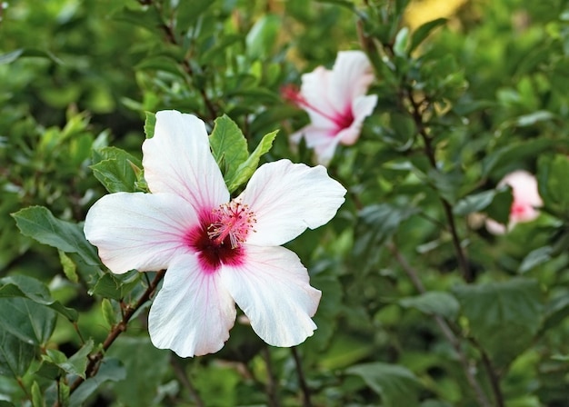 Mooie wit met rode bloem hibiscus close-up