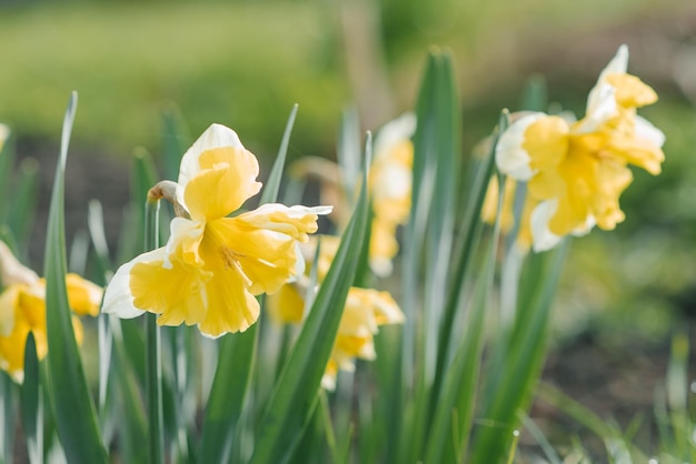 Mooie witgele narcissen Gespleten bloemen in de tuin in het voorjaar