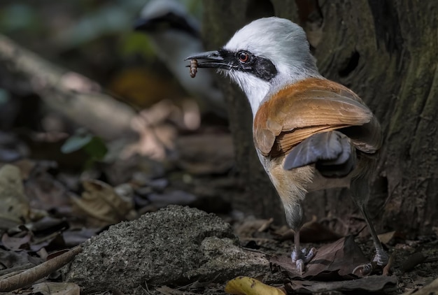 Mooie witkuiflijstergaai met prooi in het bos thailand