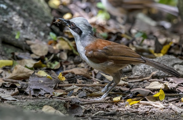 Foto mooie witkuiflijstergaai met prooi in het bos thailand