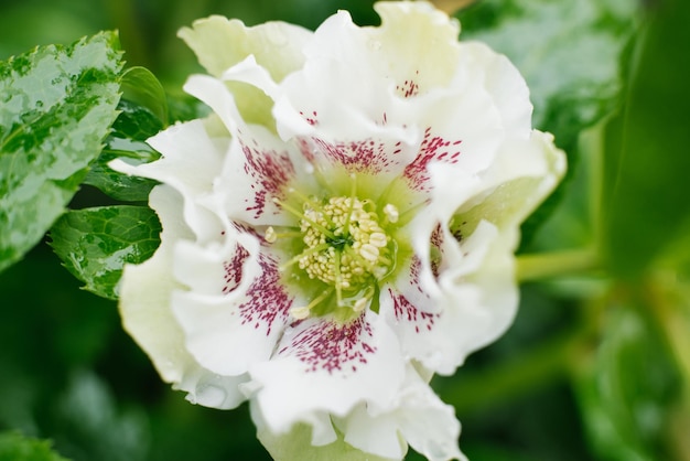 Mooie witroze bloem van Helleborus Oriental Double Ellen White Spotted