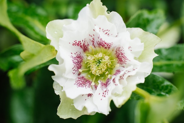 Mooie witroze bloem van Helleborus Oriental Double Ellen White Spotted