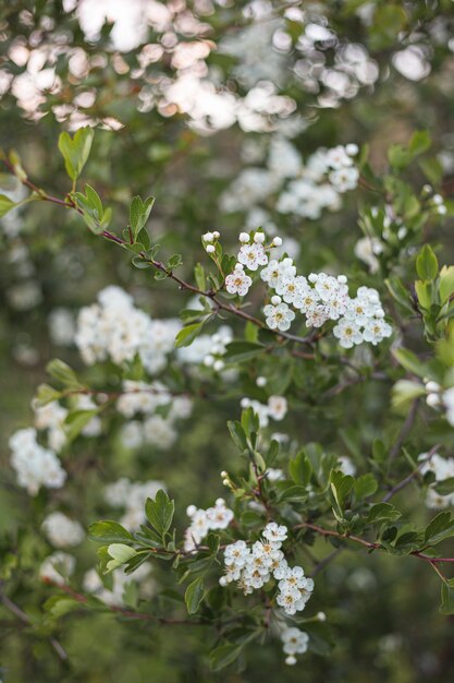 Mooie witte amandelbloemen op de boom en de bokehachtergrond