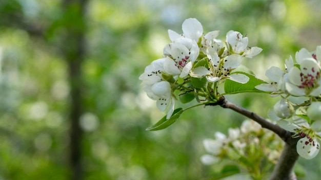 Mooie witte appelboom bloemen op een tak met vervaging