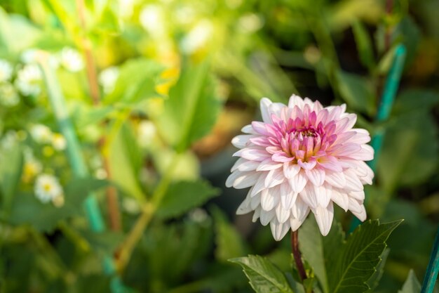 mooie witte bloem in de tuin