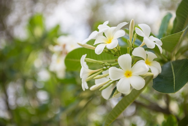 Foto mooie witte bloem