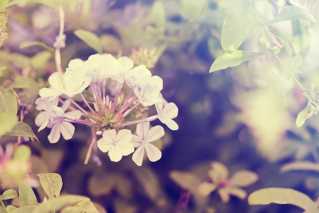 Mooie witte bloemen achtergrond afgezwakt