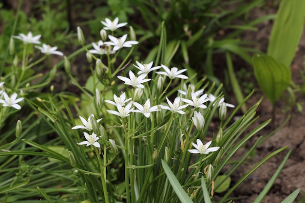 Foto mooie witte bloemen bloeien in een tuin