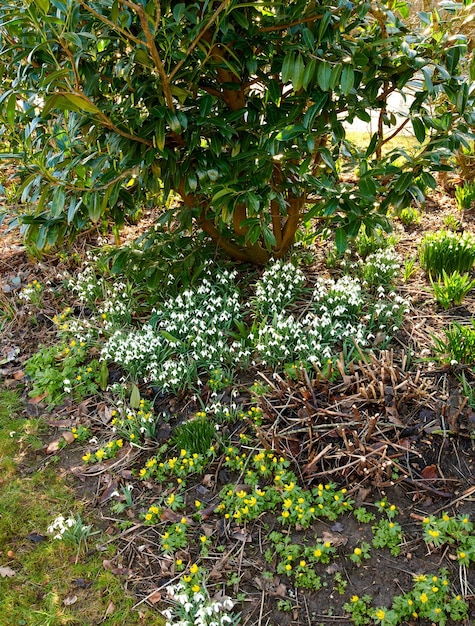 Mooie witte bloemen die op een lentedag in een tuin of grasland in een bos groeien Pure gewone sneeuwklokjes die in de natuur bloeien tussen groene bomenbladeren en winterakonietplanten