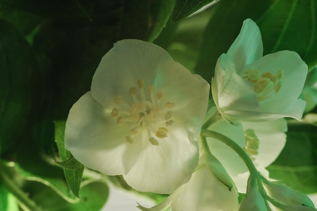 Mooie witte bloemen en groene bladeren achtergrondpatroon voor ontwerp Macrofotografie