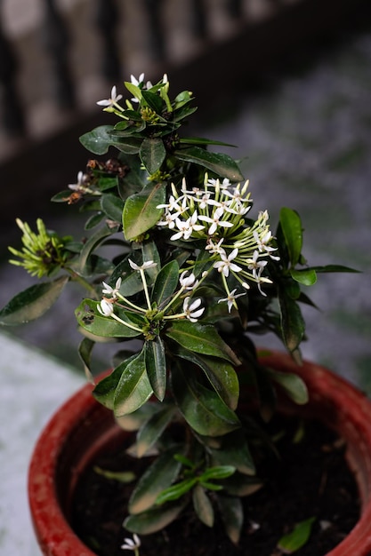 Foto mooie witte bloemen in bloempotten.