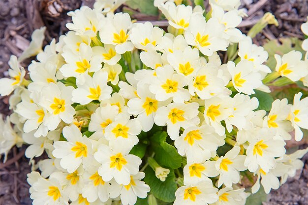 Mooie witte bloemen in het park