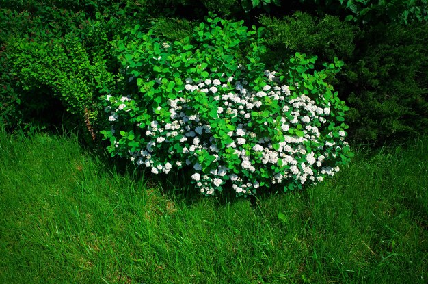 Mooie witte bloemen op de achtergrond van het stadspark