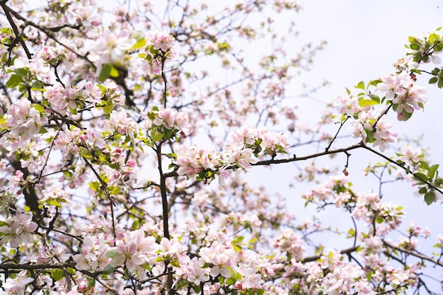 Mooie witte bloemen op een tak van een appelboom tegen de achtergrond van een wazige tuin Appelboombloesem Lente achtergrond