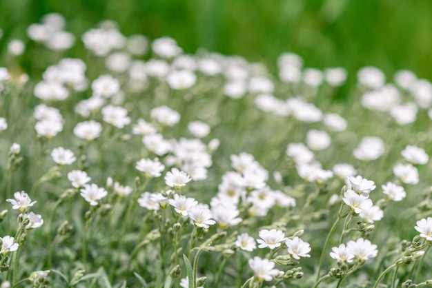 Mooie witte bloemen tegen groene planten in de lentetuin.