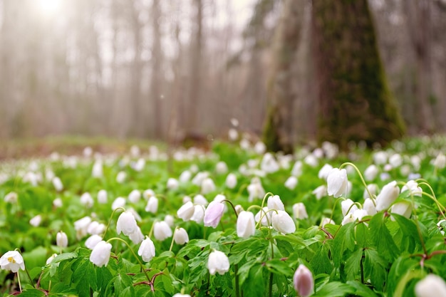 Mooie witte bloemen van anemonen in het voorjaarsbos in de natuur Lenteochtend bos