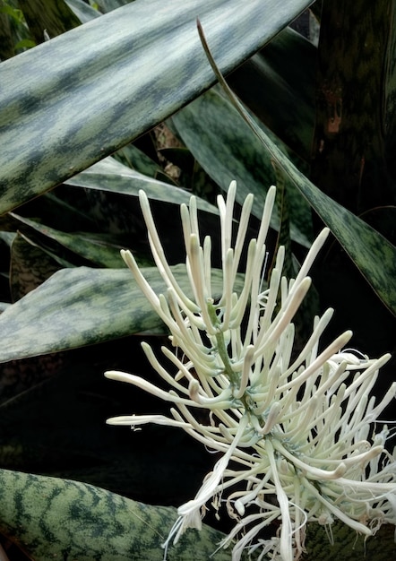 Foto mooie witte bloemen van de sansivera plant