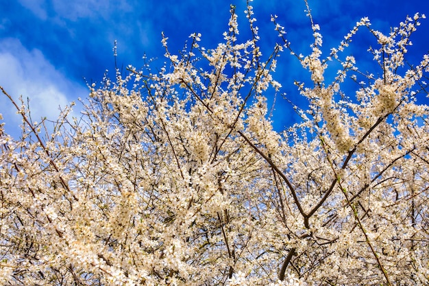 Mooie witte bloemen van fruitboom tegen blauwe hemelachtergrond op zonnige de lentebackgro van de de lentedag