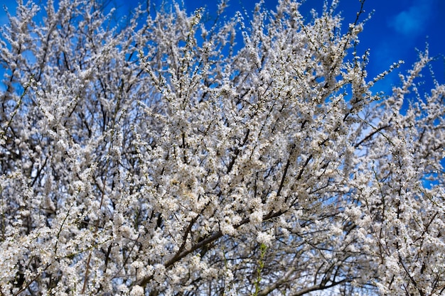 Mooie witte bloemen van fruitboom tegen blauwe hemelachtergrond op zonnige de lentebackgro van de de lentedag