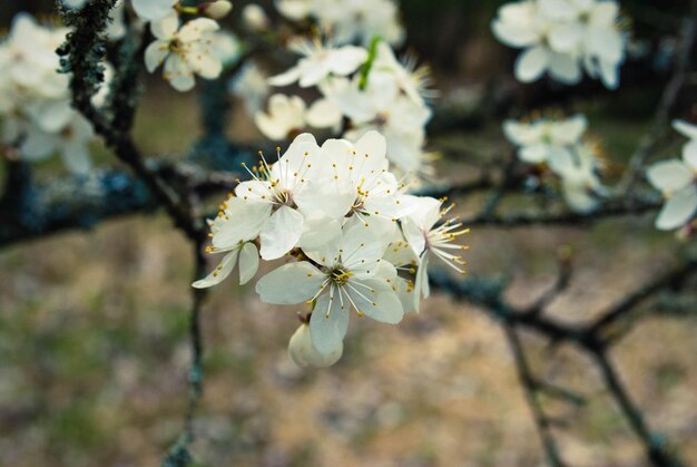 Mooie witte bloemen van kersenboom