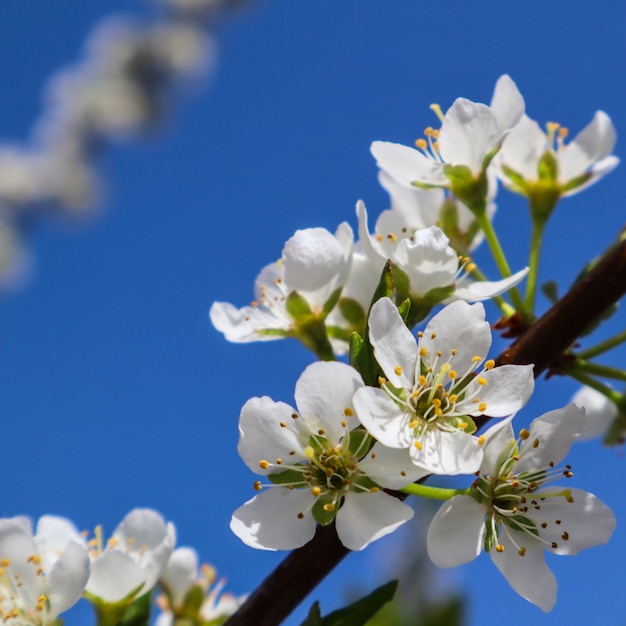 Mooie witte bloemen van pruim in de lente tegen blauwe hemel