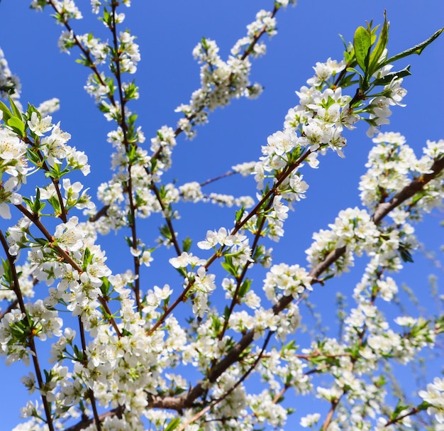 Mooie witte bloemen van pruim in de lente tegen blauwe hemel
