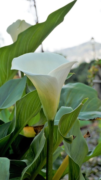 Mooie witte bloemen van Zantedeschia aethiopica ook bekend als calla lelie