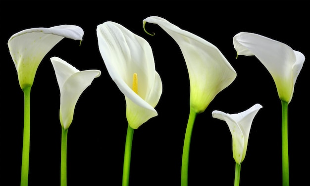 Mooie witte Calla lelies op zwarte achtergrond