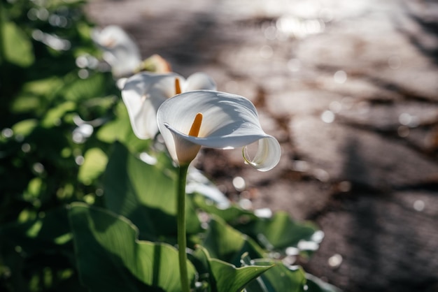 Mooie witte callas met bladeren bij zonsonderganglicht