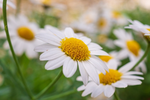 Mooie witte camomiles madeliefje bloemen veld op groene weide