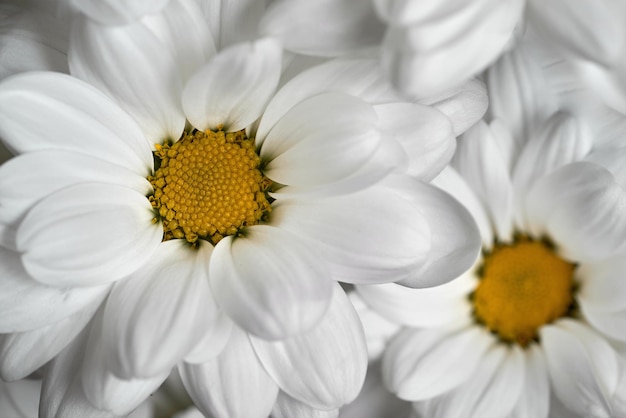 Mooie witte chrysant bloem close-up