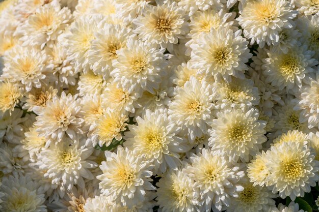 Mooie witte chrysantenbloemen in een botanische tuin