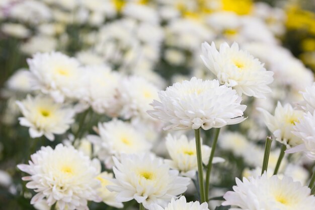 Mooie witte chrysanthemum bloemachtergrond