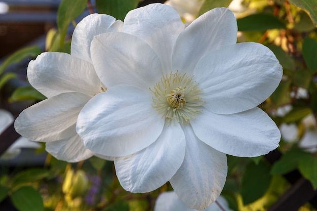 Mooie witte clematisclose-up in de tuin, macro