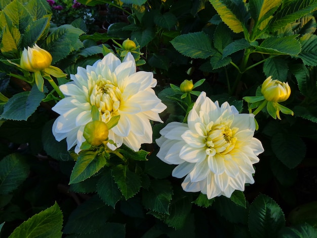 mooie witte dahlia in tuin