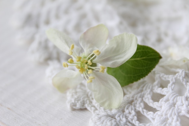 Mooie witte de tuin van de bloemenappelboom