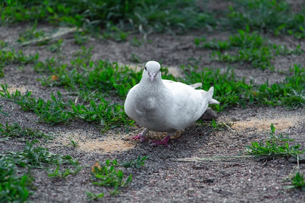 Mooie witte duif in pakra die graan eet