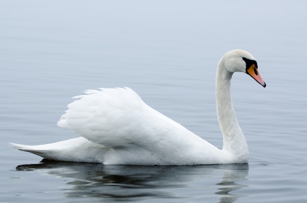 Mooie witte elegante zwanenvogel op een mistige winterrivier