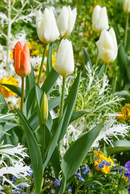 Mooie witte en een rode tulpen. Natuur veelkleurige achtergrond.