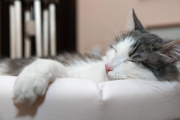 Foto mooie witte en grijze kat slaapt op een bank