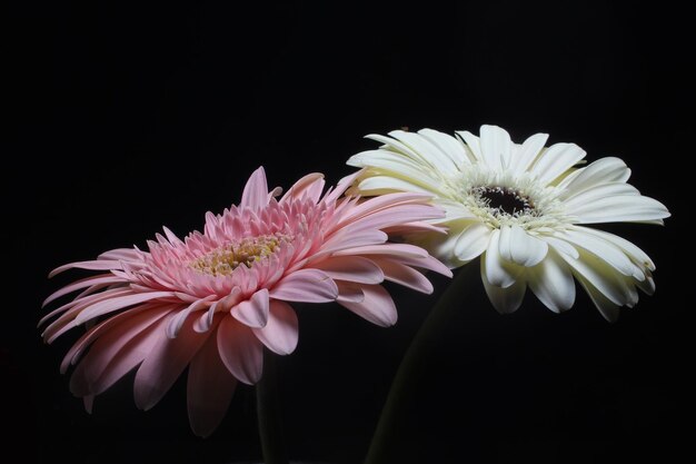 Mooie witte en roze gerberabloem op zwarte achtergrond