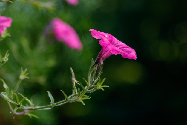 Mooie witte en roze petunia bloemen