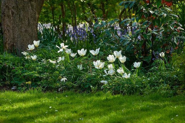 Mooie witte en verse tuinbloemen die in het voorjaar op een zonnige dag buiten groeien