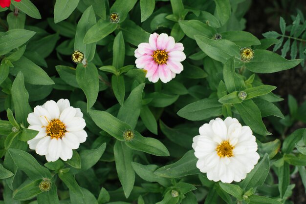 Mooie witte en zachtroze zinnia in de zomertuin. het uitzicht vanaf de top