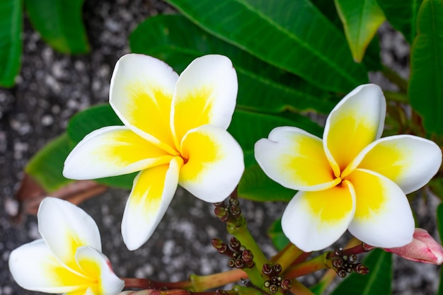 Mooie witte frangipani bloemen close-up op een donkere achtergrond Tropische bloem planten selectieve focus