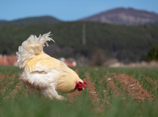 Mooie witte haan graast op groen gras en peackt graan in een veld